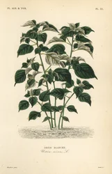 Ramie- eller Kinagräs, Boehmeria nivea, Urtica nivea, Vitnässla