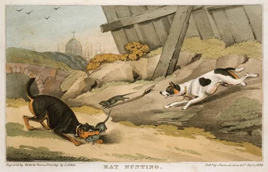 Råttjakt, 1823
