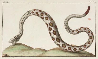 Skallerorm
