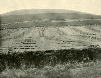 Reaper & Binder Competition, Mount Blowhard, nära Ballarat, 1901.