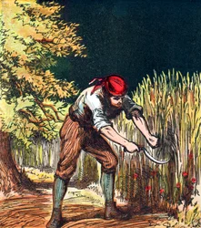 Reaper börjar skära vete med en skära, 1867