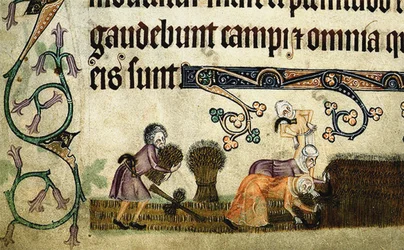 Skörda och binda kärvar från Luttrell Psalter, ca 1330