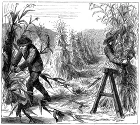 Skörda och suga upp majs för att torka, Lake Drie, Kanada, 1880
