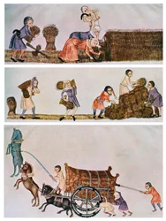 Skörda, bära och köra, c1300-1340, c1900-1920