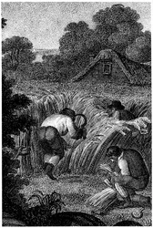 Skörda med skäror och binda kärvarna, England, c1800