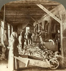 Ta emot fisk från sjöfartyg och packning för export - fisklager, Ålesund, Norge, c1905.