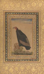 Rödhårig gam, folio från Shah Jahan-albumet, recto och verso: tidigt 1800-tal.