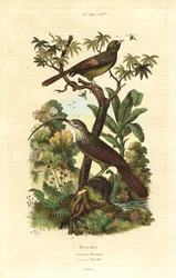 Rödnäbb lienäbb, Campylorhamphus trochilirostris och olivträdkrypa, Sittasomus griseicapillus