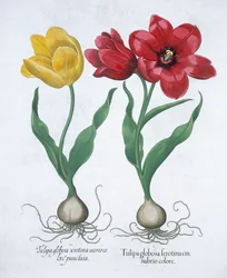 Röd och gul tulpan, 1613
