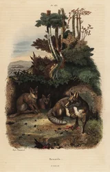Rödräv, Vulpes vulpes, utanför en håla