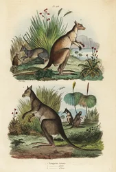 Röd känguru, Macropus rufus 1, östlig grå känguru, Macropus giganteus 2 och dusky wallaby, Thylogale brunii 3
