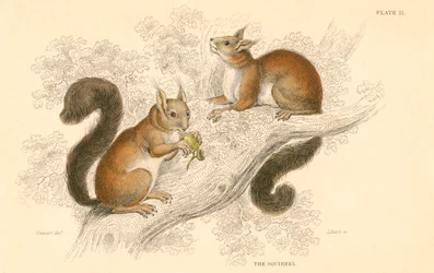 Röd ekorre Sciurus vulgaris, trädlevande gnagare med ursprung i Europa och Asien, 1828