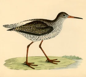 Redshank, sent 1800-tal.