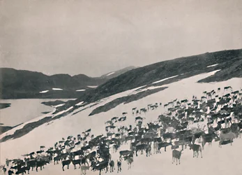Renar på bergen, 1914.