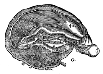 Rene Descartes diagram över den mänskliga hjärnan och ögat, 1692
