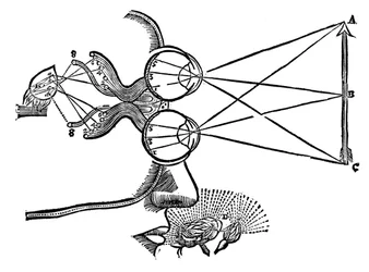 René Descartes illustration av sinnenas samordning, 1692