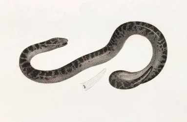 Reptiler: A Snake from Delta Book: "Beskrivning av Egypten eller samling av observationer och forskning som gjordes i Egypten under den franska arméns expedition" Publicerad på order av hans majestät kejsar Napoleon den store