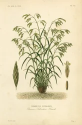Rescuegräs, eller Schraders bromegrass, Bromus catharticus, Bromus schraderi, Brome de Schrader