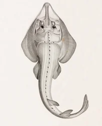 Rhinobate Tillager