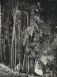 Riesenbambus Dendrocalamus giganteus i Peradeniya bei Kandy, 1926