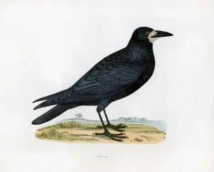 Rook, c1800-talet
