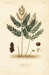 Kunglig ormbunke, Osmunda lakrits, Osmonde kunglig