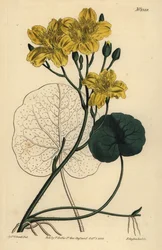 Löpande bockböna, Menyanthes sarmentosa