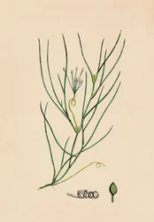 Ruppia spiralis. Greater Ruppia, 1800-talet