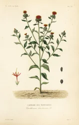 Safflor, Carthamus tinctorius, Carthame des teinturiers