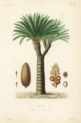 Sagopalm, kung sago, sago cycad eller japansk sagopalm, Cycas revoluta, Cycas