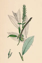 Salix phylicifolia, var. radikaler. Tebladig Sallow, var. a., 1800-talet