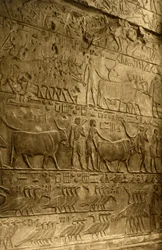 Saqqara - Ptahoteps grav - Väggdekoration, c1918-c1939.