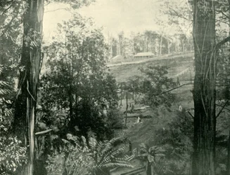 Scen vid Upper Gembrook, Victoria, 1901.