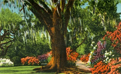 Scen i Magnolia Gardens, nära Charleston, S.C., 1942.