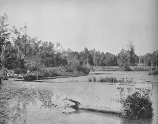 Scen i Mississippi, c1897.