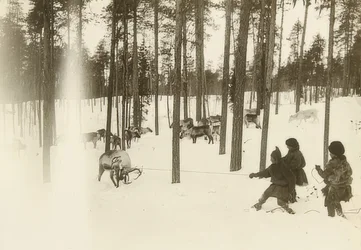 Sverige. Trasa (frö) när man fångar en ren. Omkring 1900