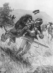 Den skotske missionären och upptäcktsresanden David Livingstone angrips av ett lejon, Afrika, 1800-talet