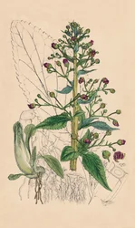 Scrophularia Ehrharti. Ehrharts Water-Betony, 1800-talet