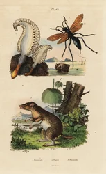 Havspenna, Pennatula phosphorea 1, spindelgeting, Pepsis limbata 2 och långnossnäbb, Perameles nasuta 3