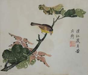Seeds and Aleurites Cordata : Sida från The Mustard Seed Garden Manual of..., 1782, 2:a upplagan.