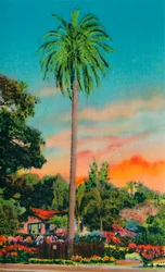 Serra Palm. Det första palmträdet i Kalifornien, c1941