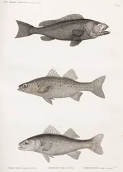 Serran Tauvin; Nattabborre och slingrande abborre