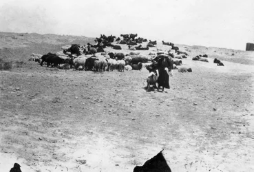 Får som betar utanför Samarra, Mesopotamien, 1918