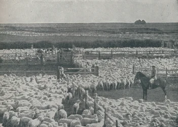 Fårstall i Australien, 1910