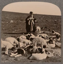 Herde och flock, c1900