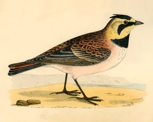 Shore Lark, sent 1800-tal.