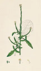 Sisymbrium officinale. Vanlig häck-senap, 1800-tal