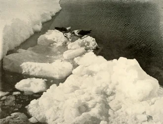Skua måsar vid iskanten, c1908, 1909.