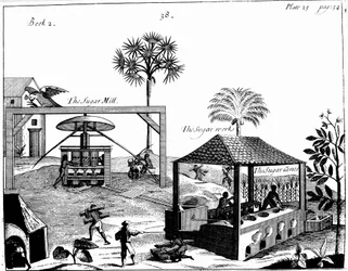 Slavarbete på en sockerplantage i Västindien, 1725