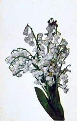 Snödroppe, fransk blomma vykort, c1900
